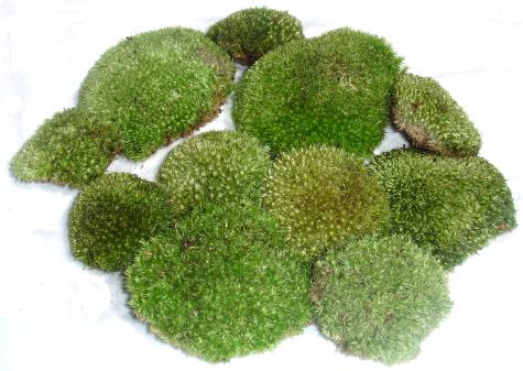 Moss Type: Pillow Moss - Green Oasis - CADdetails