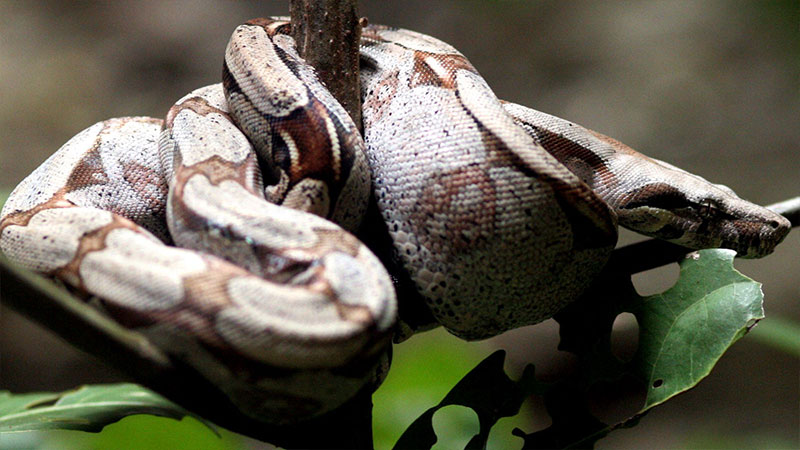 Boa Constrictor In The Wild 6