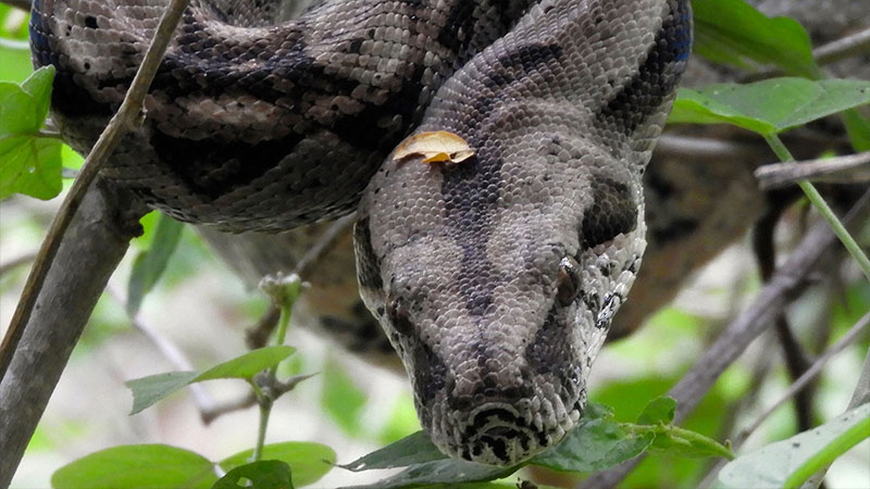 Boa Constrictor In The Wild 3