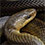 Aesculapian Rat Snake