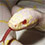 Albino California Kingsnake