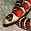 Arizona Mountain Kingsnake