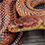 Bairds Rat Snake