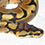 Ball Python