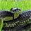 Black Rat Snake