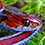 Blue Striped Garter Snake