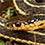 Butlers Garter Snake