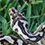 Coastal Carpet Python