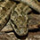 Diones Rat Snake