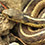 Eastern Garter Snake