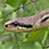 Four-lined Rat Snake