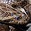 Great Plains Rat Snake