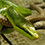 Green Rat Snake