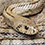 Ladder Rat Snake