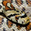 Mandarin Rat Snake