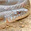 Mole Kingsnake