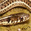 New Mexican Garter Snake