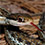 Peninsula Ribbon Snake