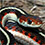 Red-sided Garter Snake