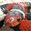 Scarlet Kingsnake