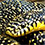 Speckled Kingsnake