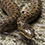 Steppes Rat Snake