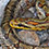 Twin-spotted Rat Snake