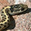 Wandering Garter Snake