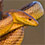 Yellow Rat Snake