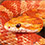 Amelanistic Corn Snake