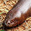 Brown Sand Boa