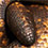 Calabar Burrowing Boa