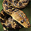 Cuban Boa