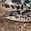 Desert Sand Boa