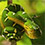 Emerald Tree Boa