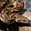 Madagascar Ground Boa