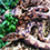 Pacific Tree Boa