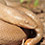 Rubber Boa