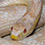 Snow Corn Snake