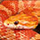 Corn Snake