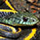 Garter Snake