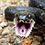 Rat Snake