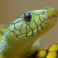 Boomslang