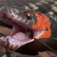 Brazilian Coral Snake