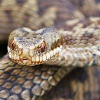 Common European Adder