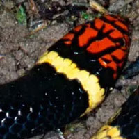 Coral Snake