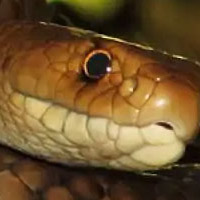 Eastern Brown Snake