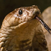 Egyptian Cobra