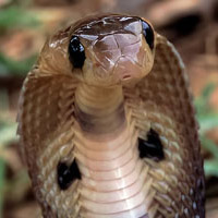 Indian Cobra