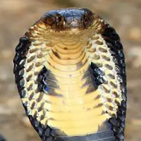 King Cobra